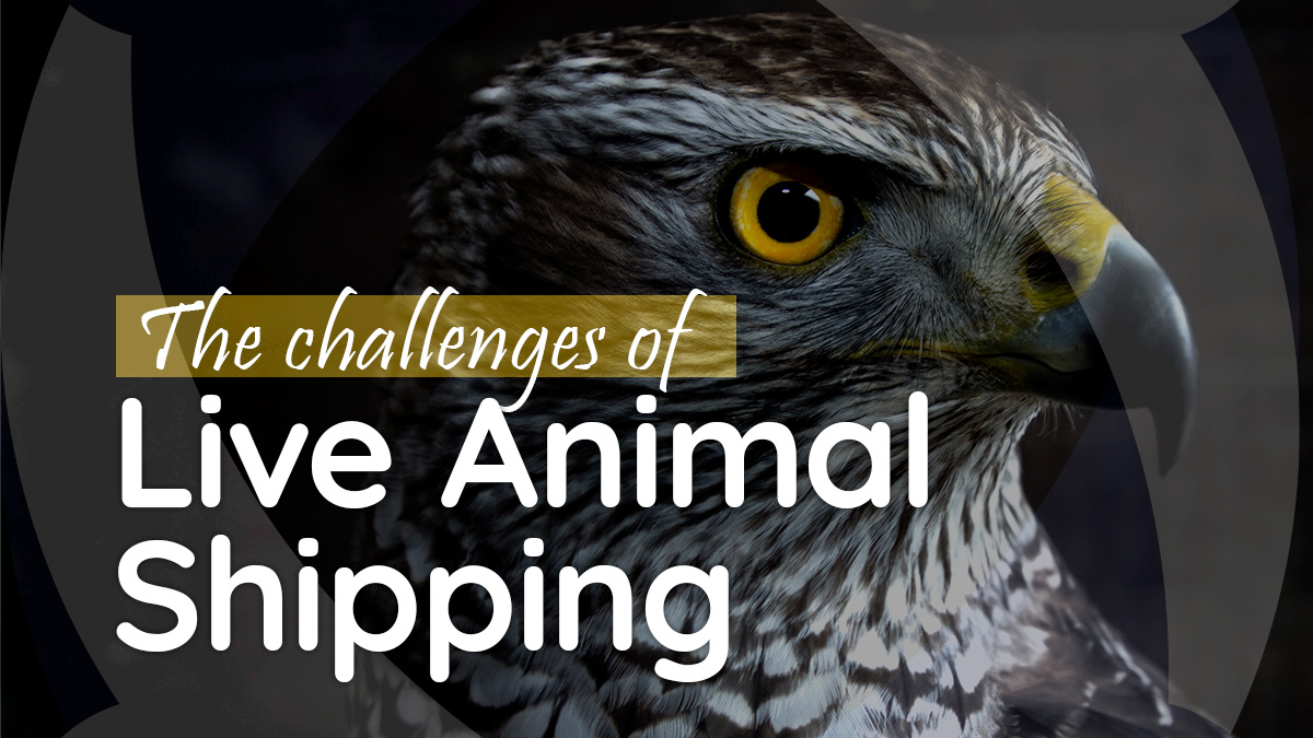 Challenges of live animal shipping