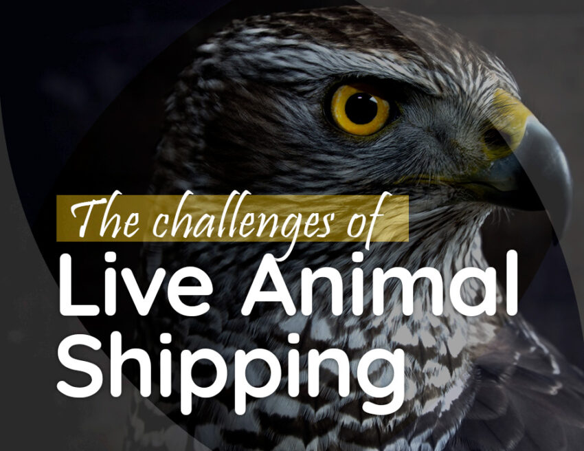 Challenges of live animal shipping